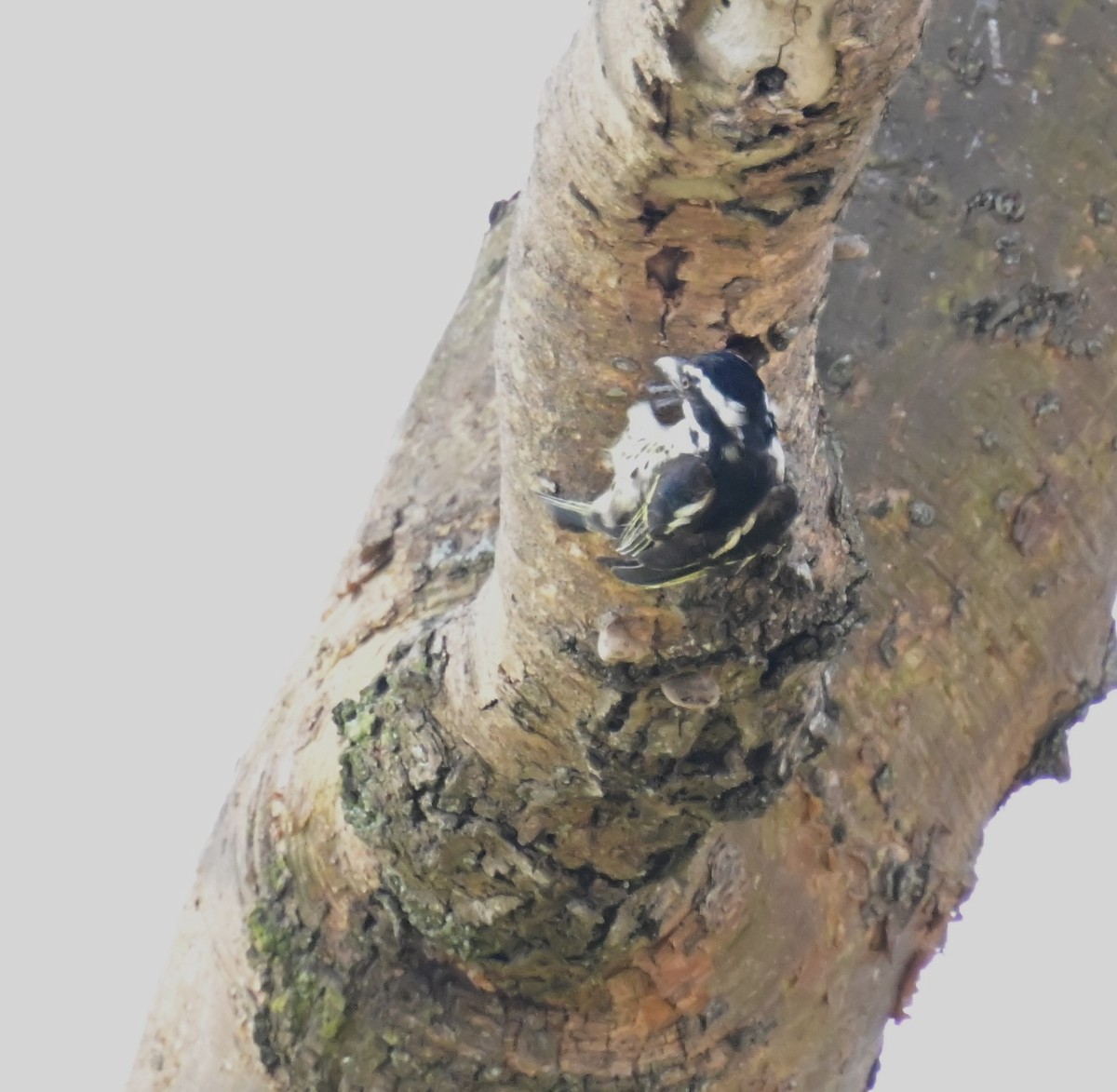 Spot-flanked Barbet - ML653638192