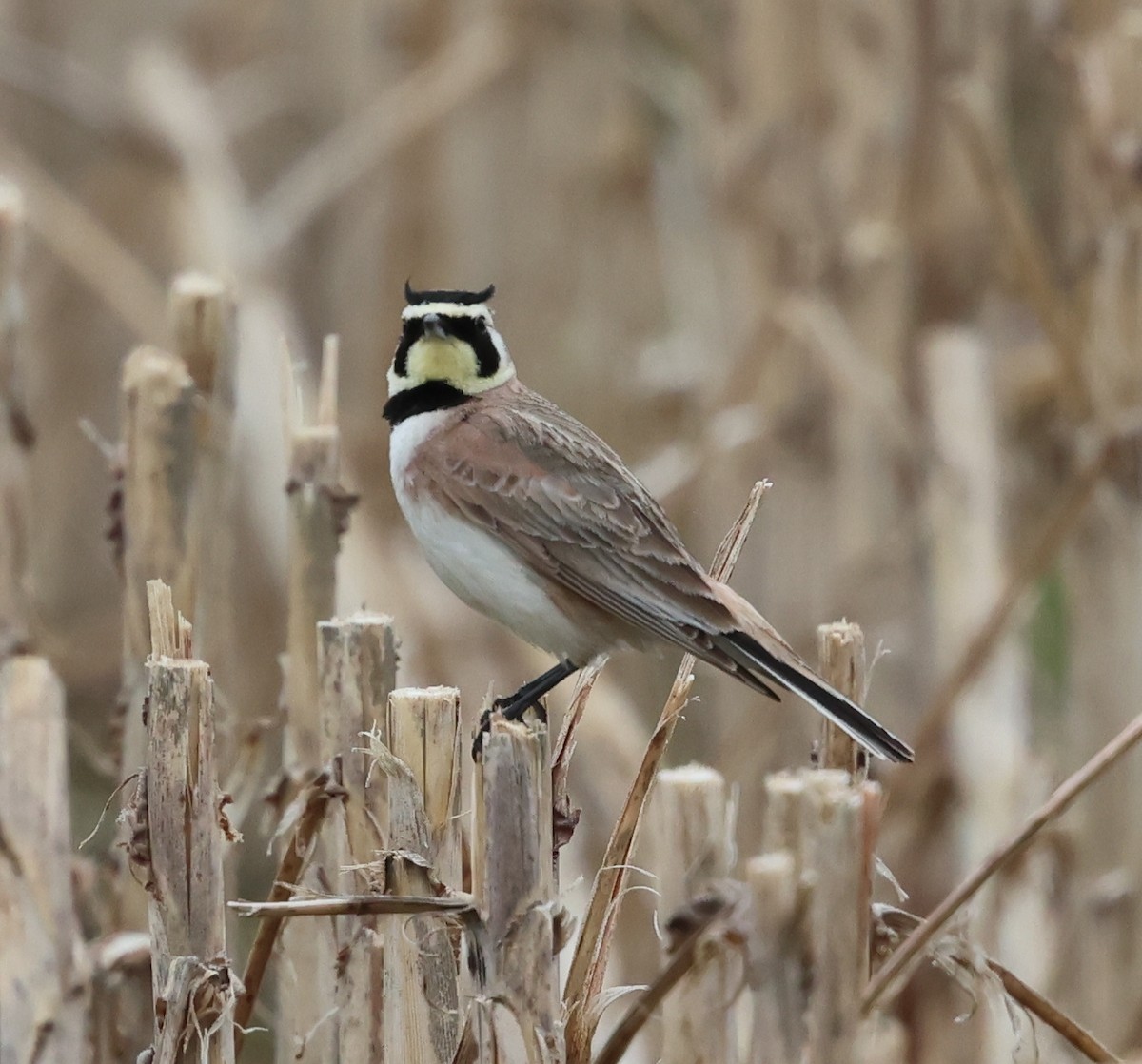 Horned Lark - ML653638435