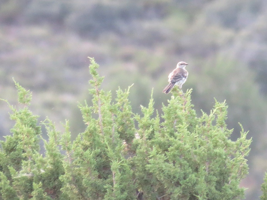 Northern Mockingbird - ML65363931