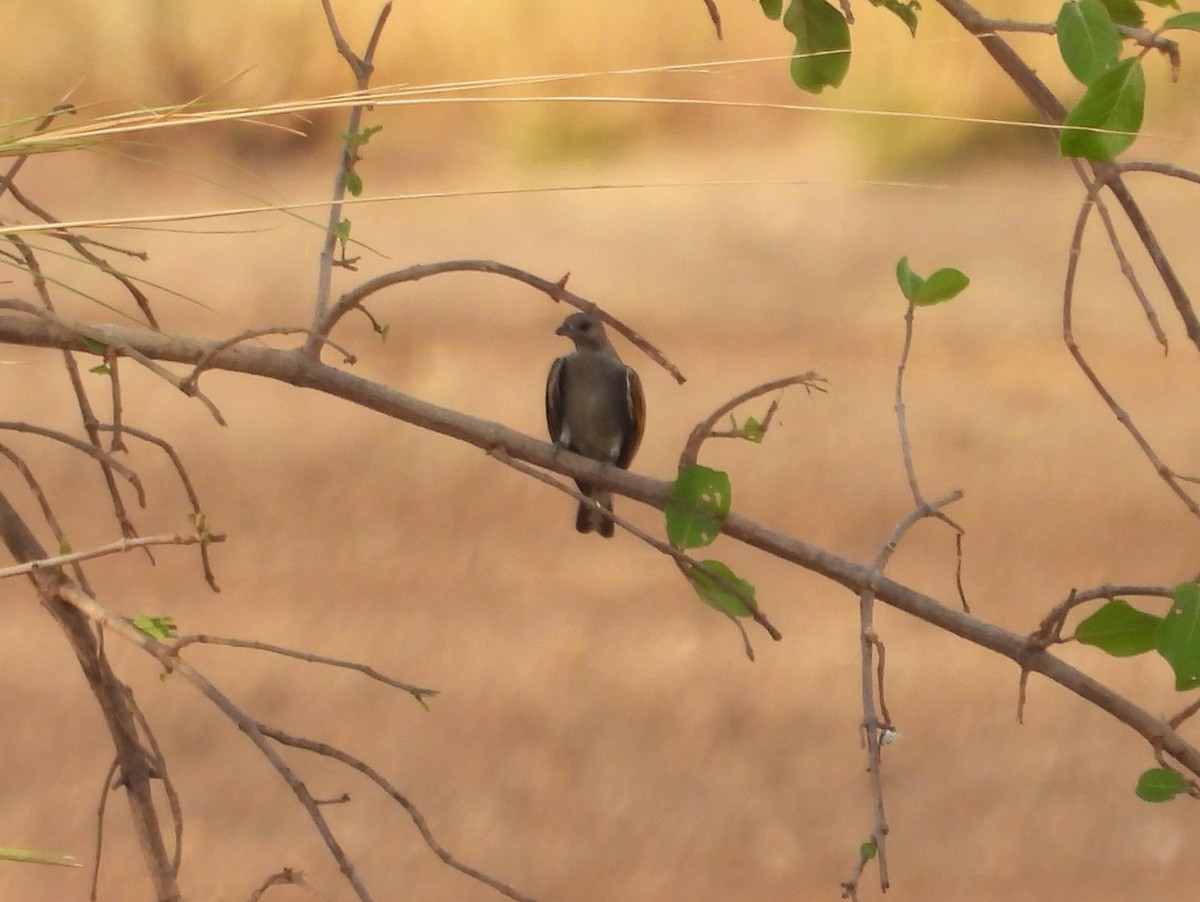 Lesser Honeyguide (Lesser) - ML653642785