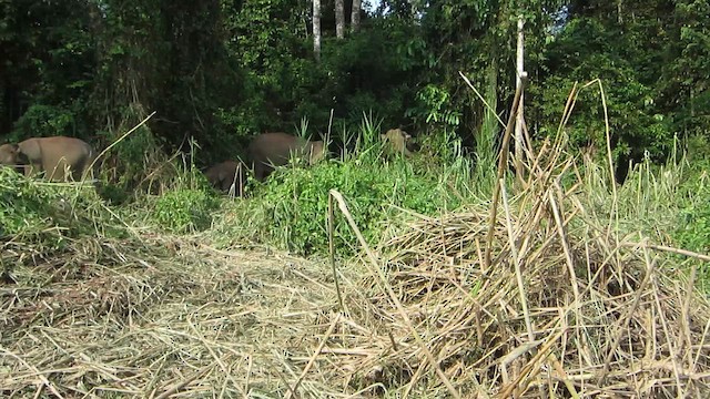Bornean Elephant - ML653643581