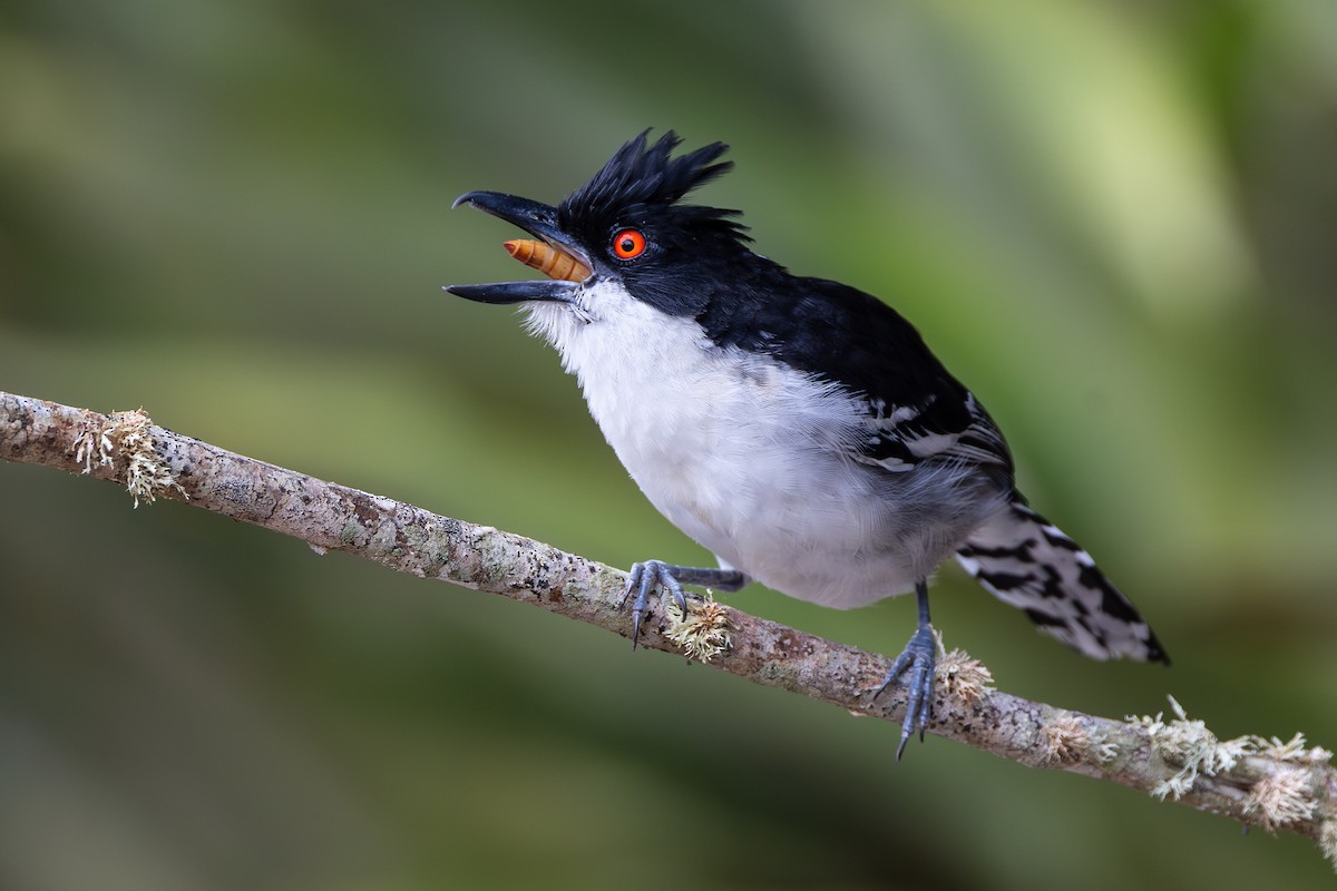 Great Antshrike - ML653644856