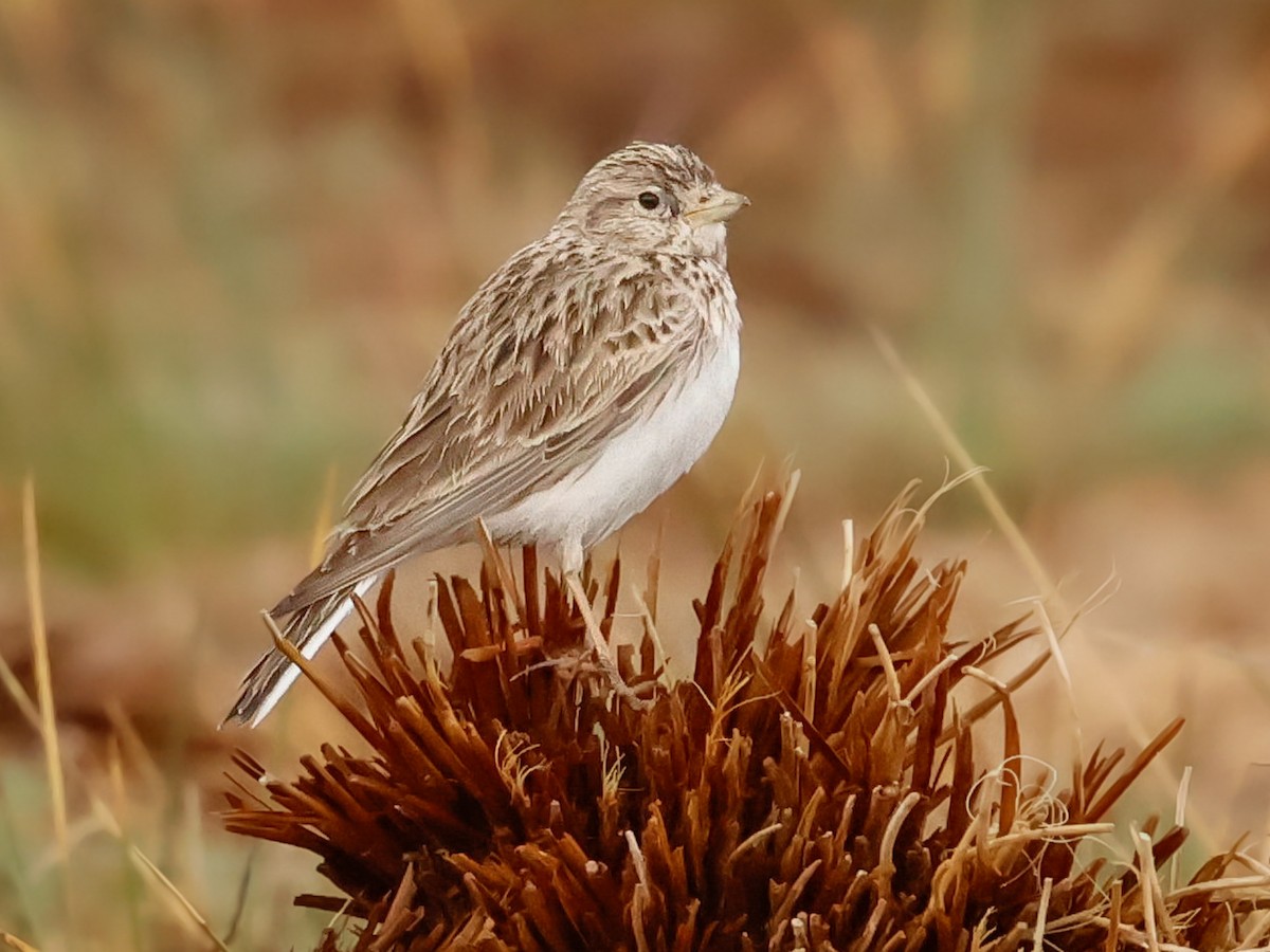 Turkestan Short-toed Lark - Alaudala heinei - Birds of the World