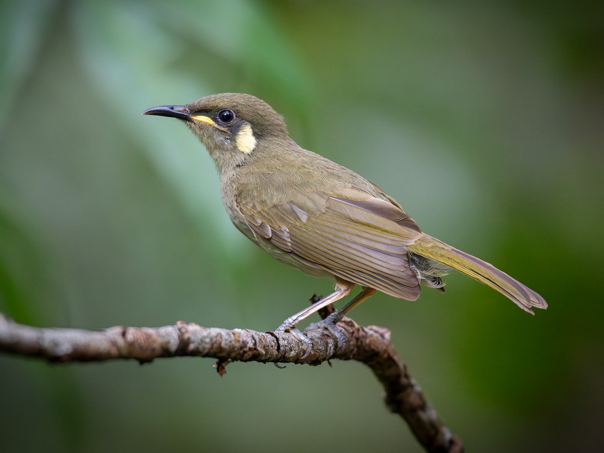 Cryptic Honeyeater - Meliphaga imitatrix - Birds of the World