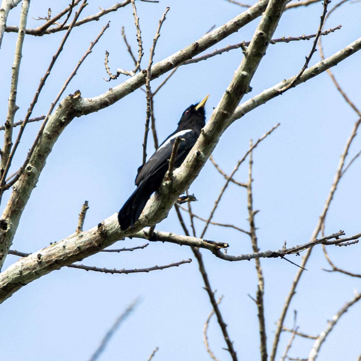 Yellow-billed Nunbird - ML653651147