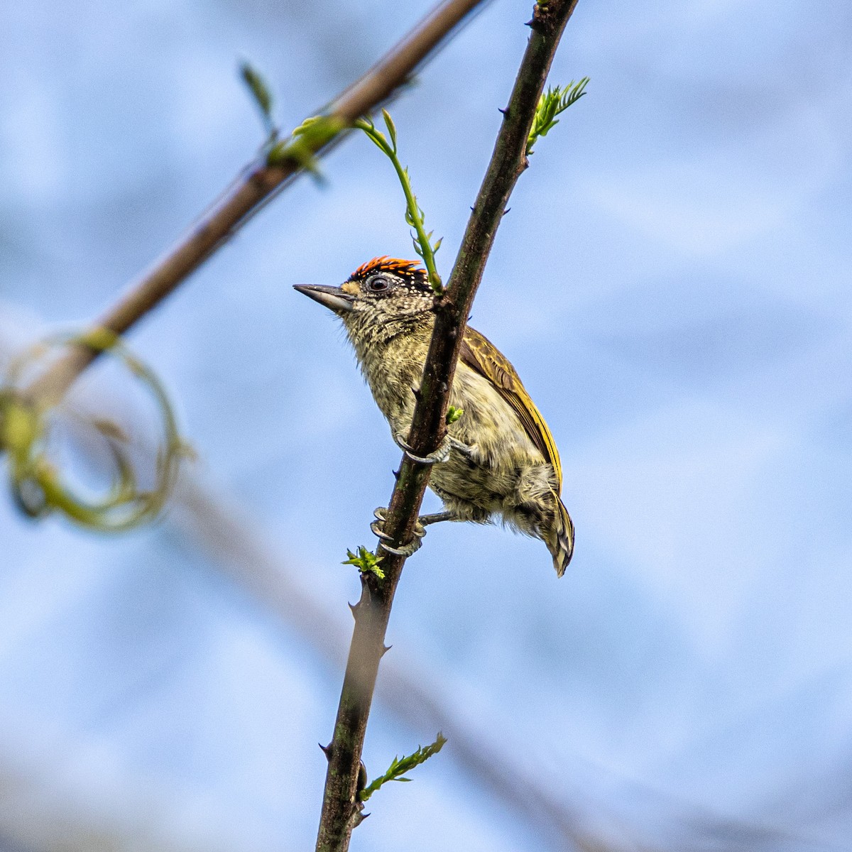 Fine-barred Piculet - ML653651362