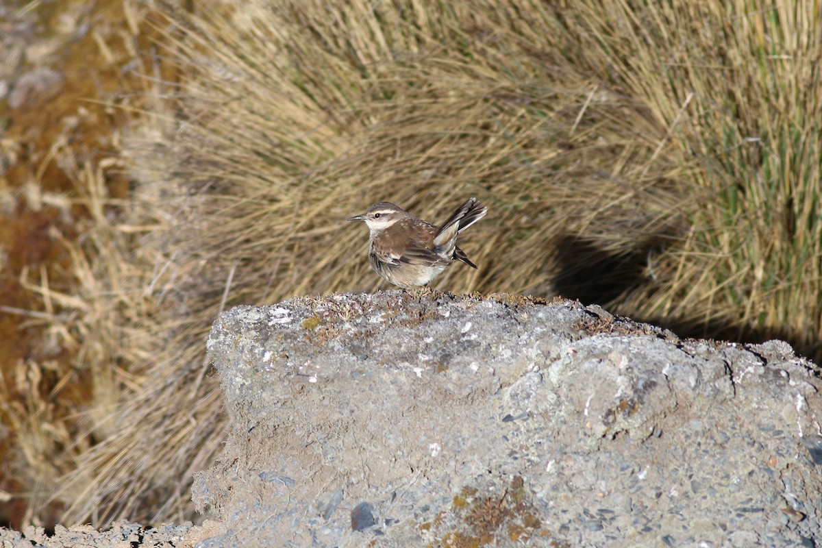 Cream-winged Cinclodes - Steve Walker