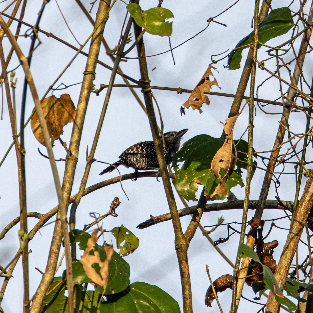 Bamboo Antshrike - ML653651563