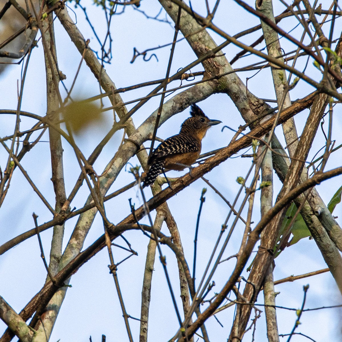 Bamboo Antshrike - ML653651564