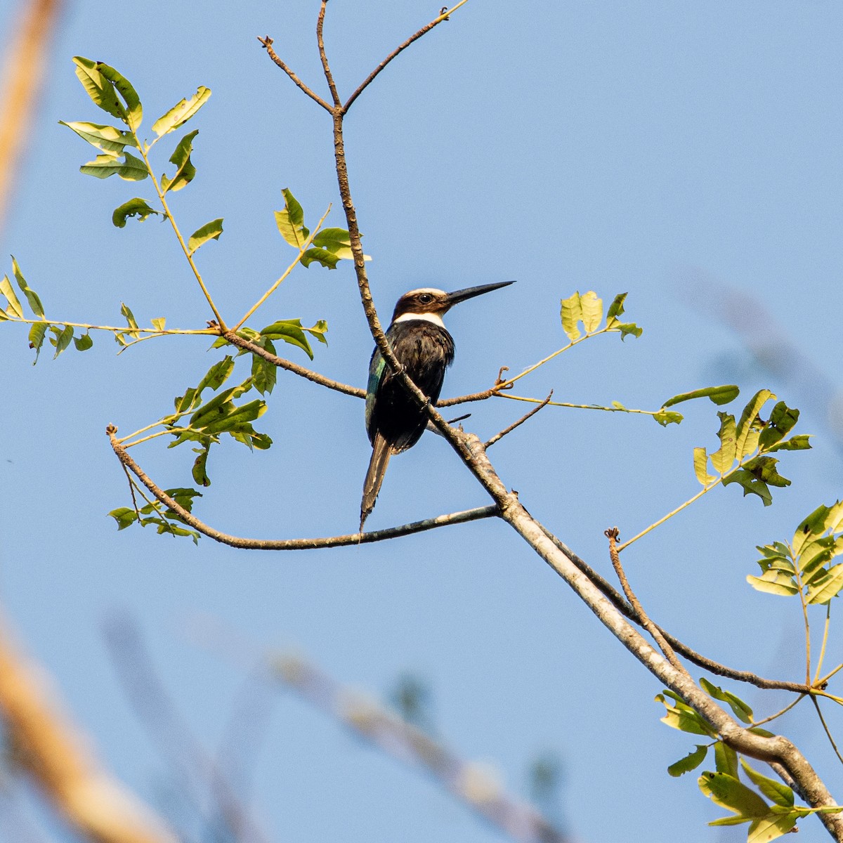 Paradise Jacamar - ML653652339