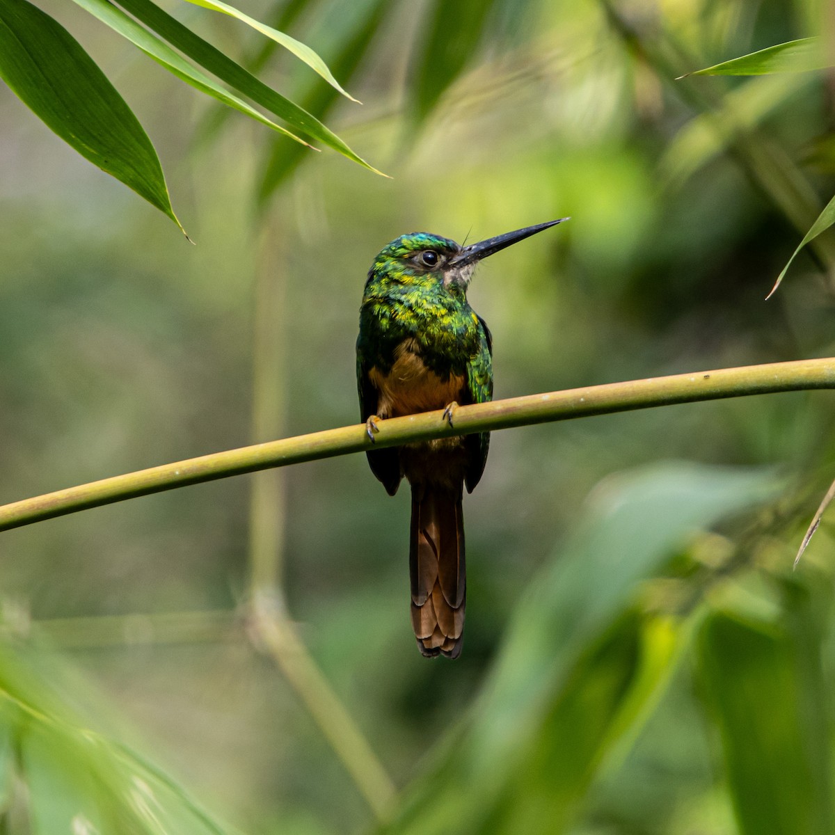 Bluish-fronted Jacamar - ML653652543