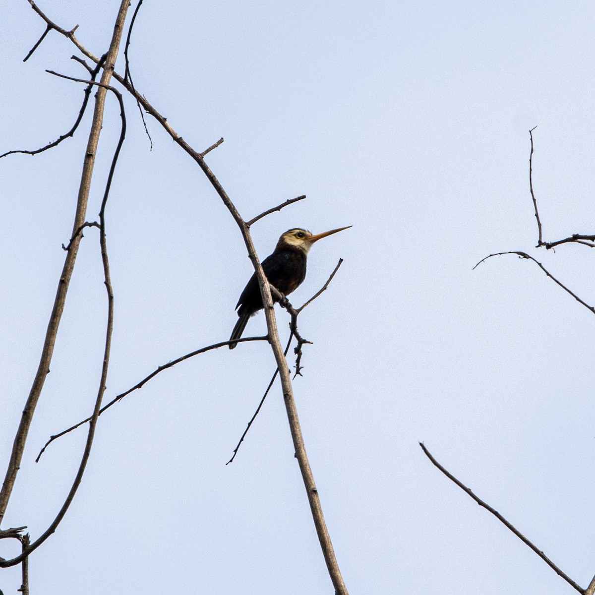White-throated Jacamar - ML653652721