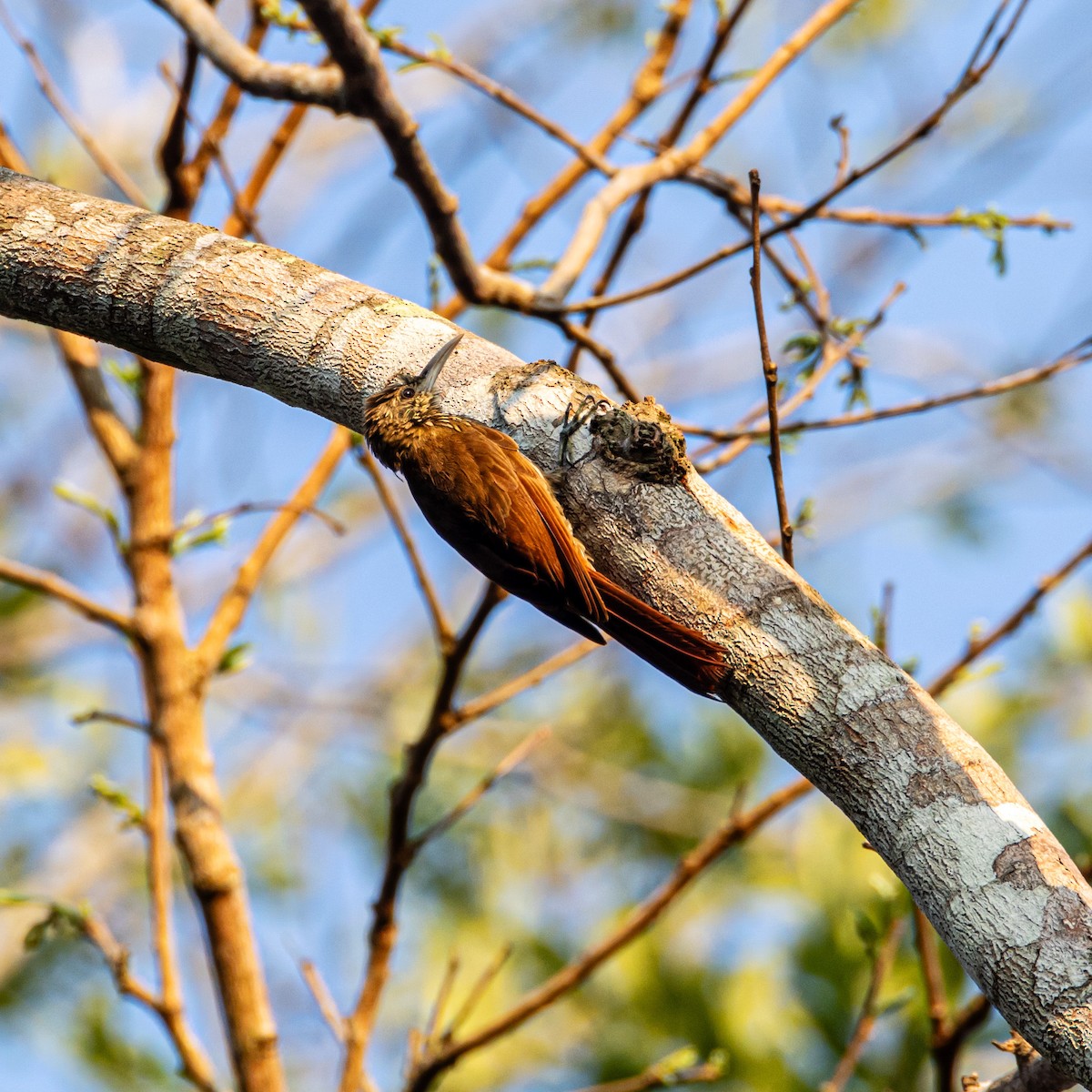 Inambari Woodcreeper - ML653652844