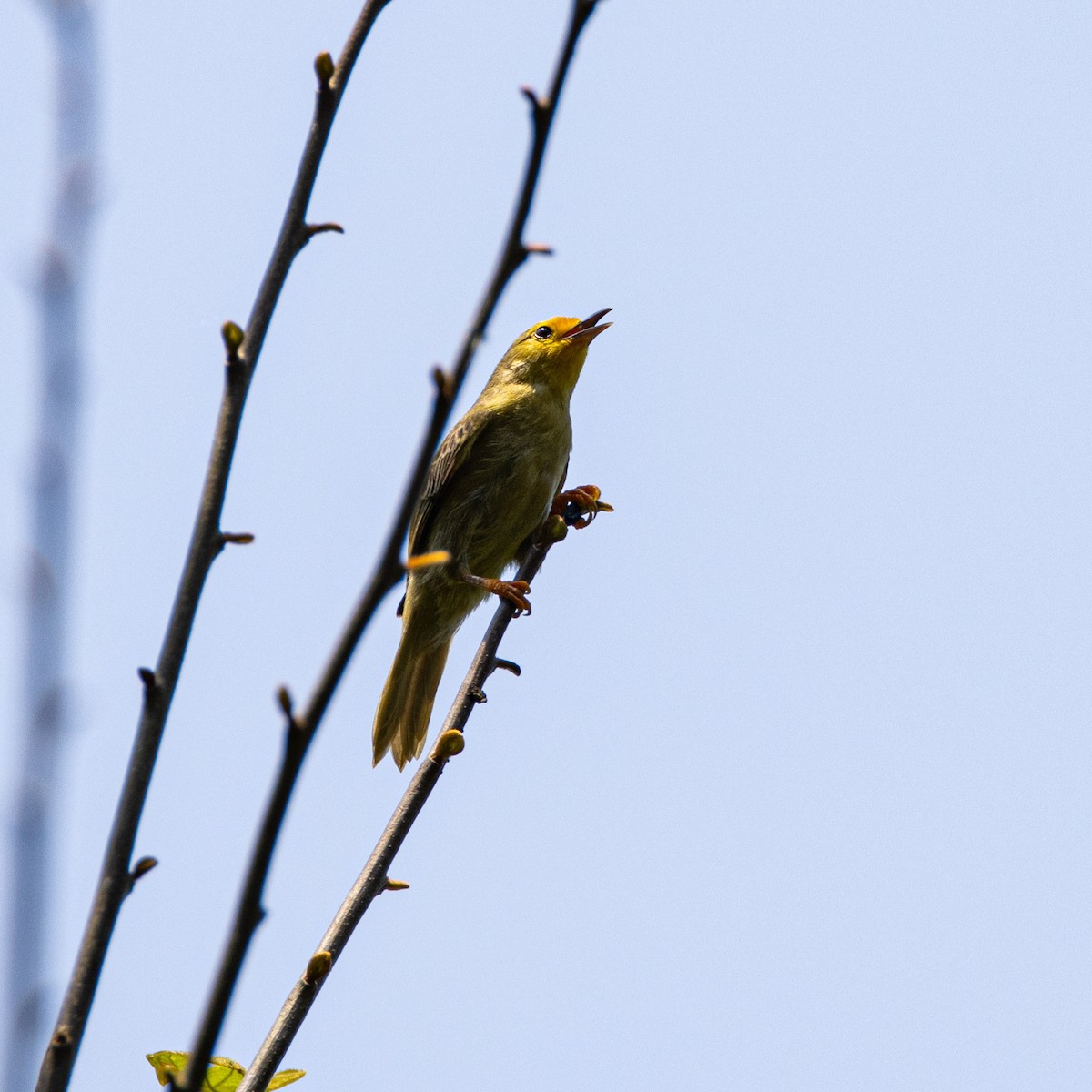 Orange-fronted Plushcrown - ML653652920