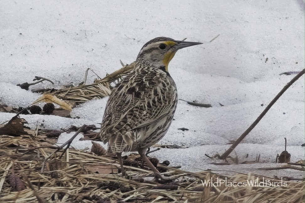 Шпаркос західний - ML653653017