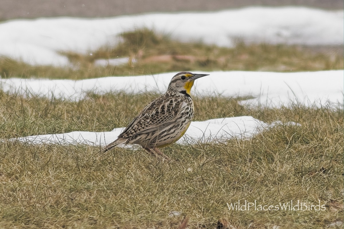 Шпаркос західний - ML653653019