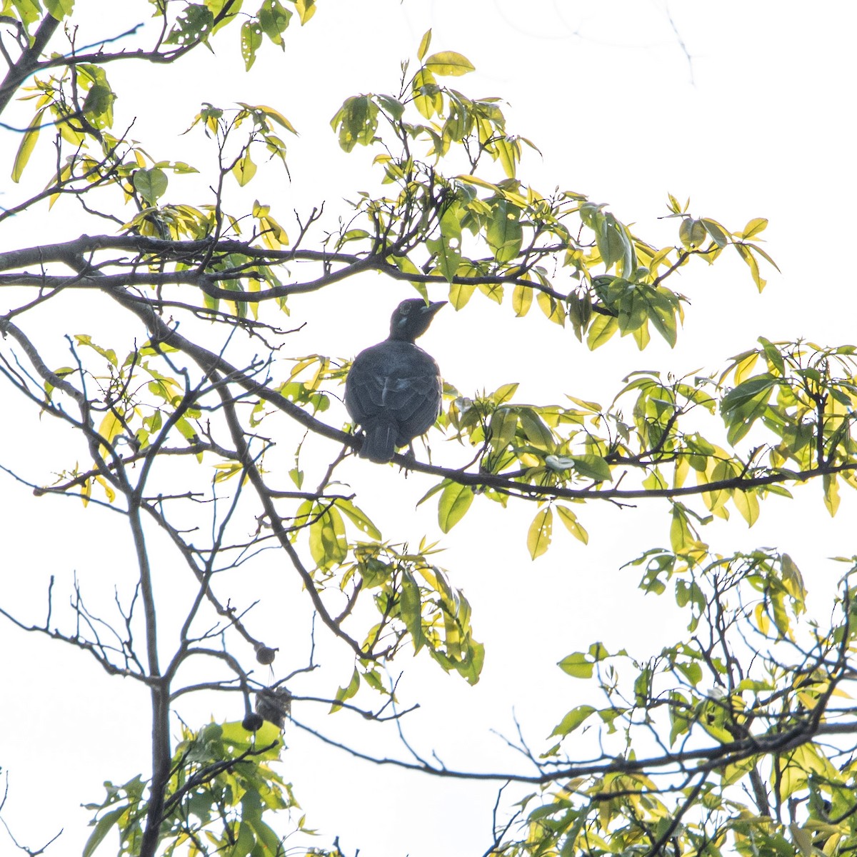Bare-necked Fruitcrow - ML653653021