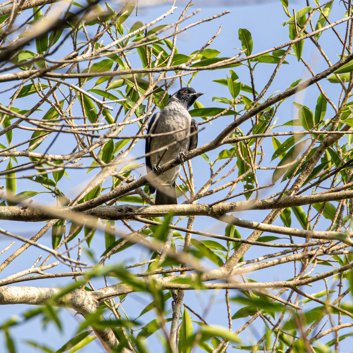 Black-faced Cotinga - ML653653111