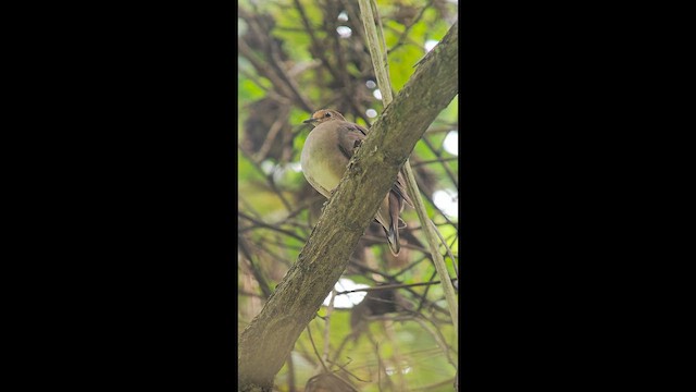 Maroon-chested Ground Dove - ML653653354