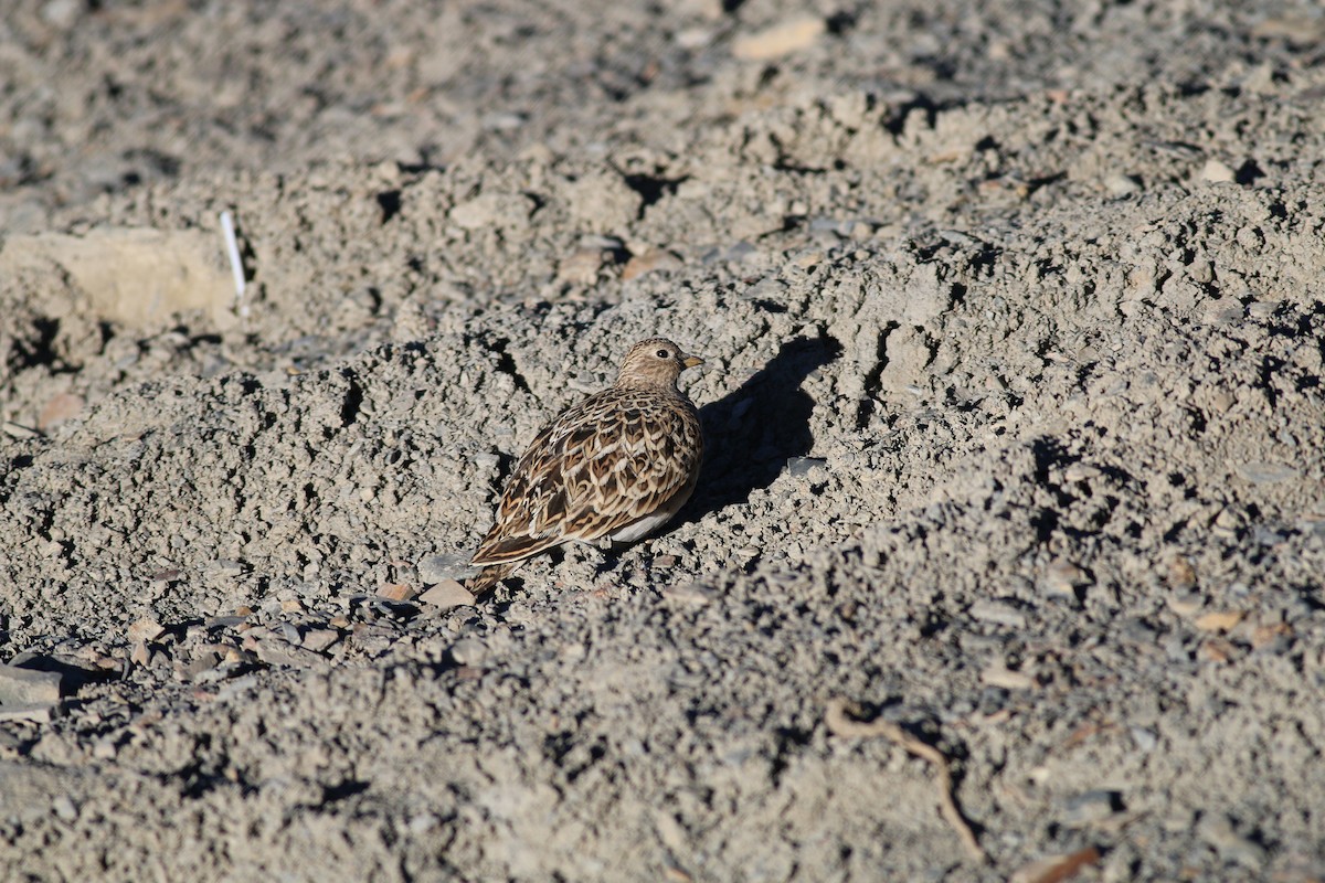 Gray-breasted Seedsnipe - ML65365471