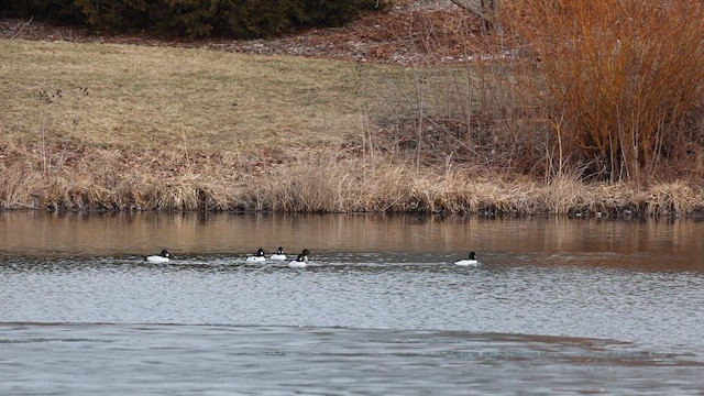 Common Goldeneye - ML653656120