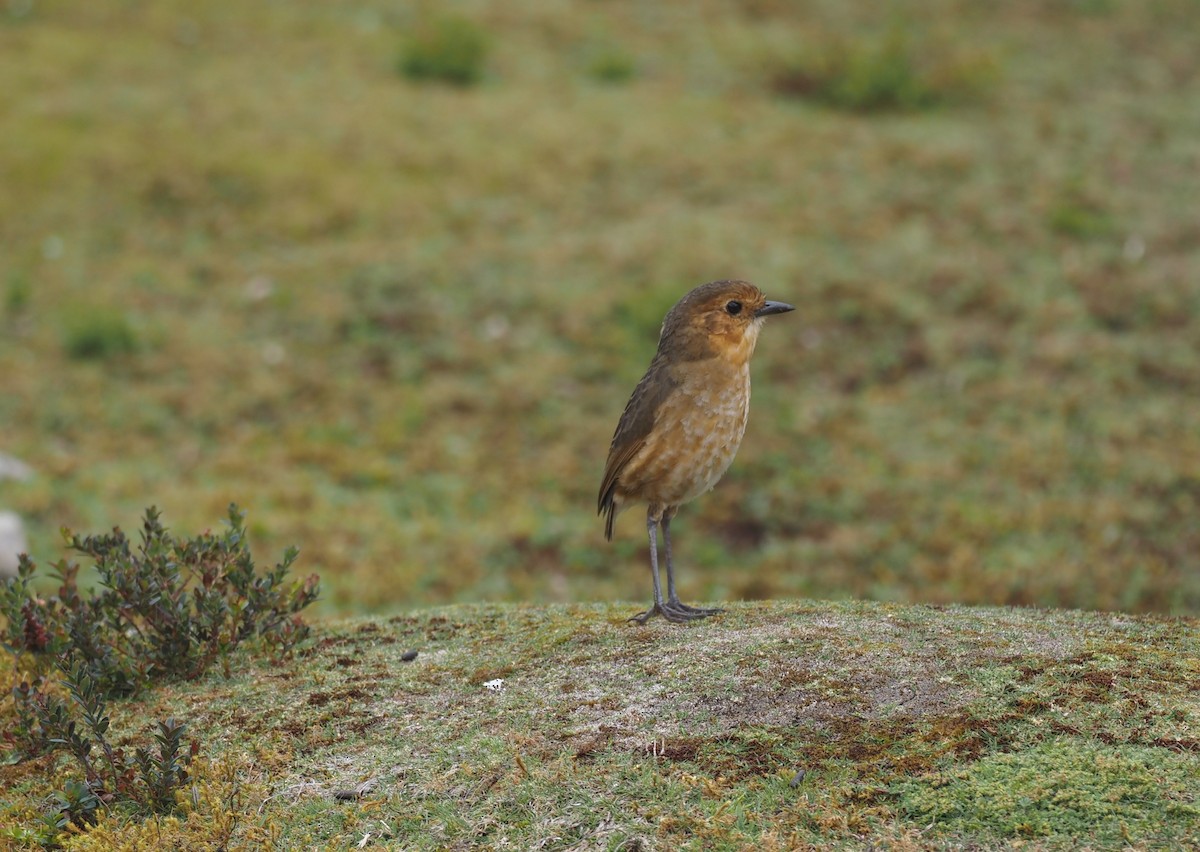 Boyaca Antpitta - ML653656917