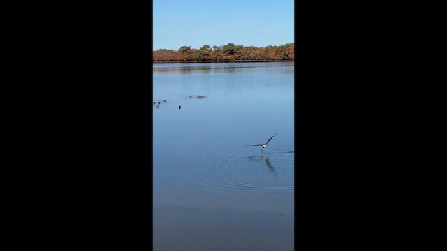 Black Skimmer - ML653657163