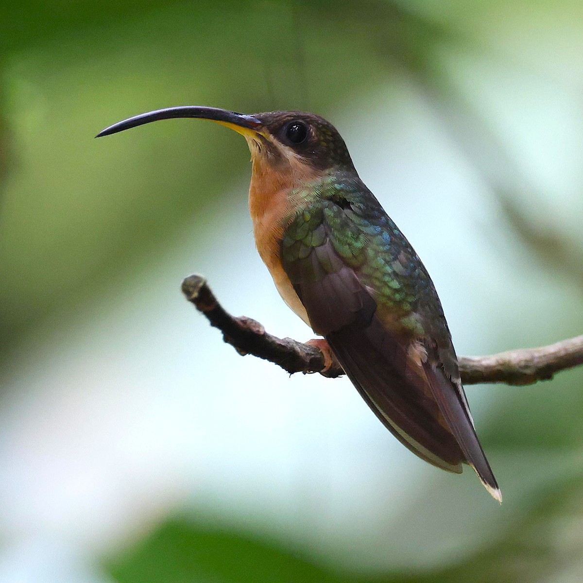 Rufous-breasted Hermit - ML653658072