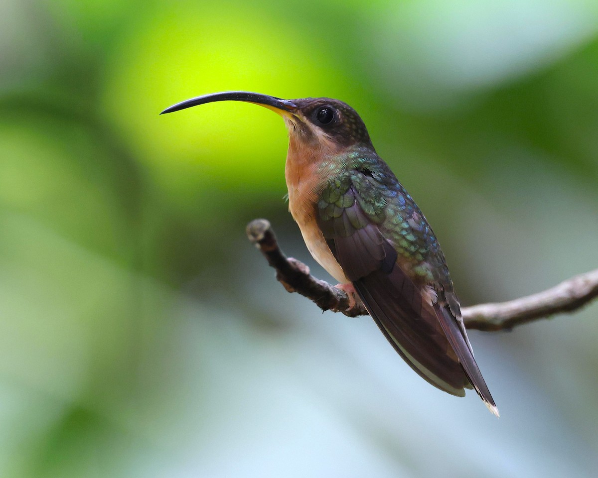 Rufous-breasted Hermit - ML653658074