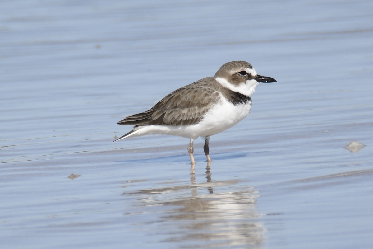 Wilson's Plover - ML653658802