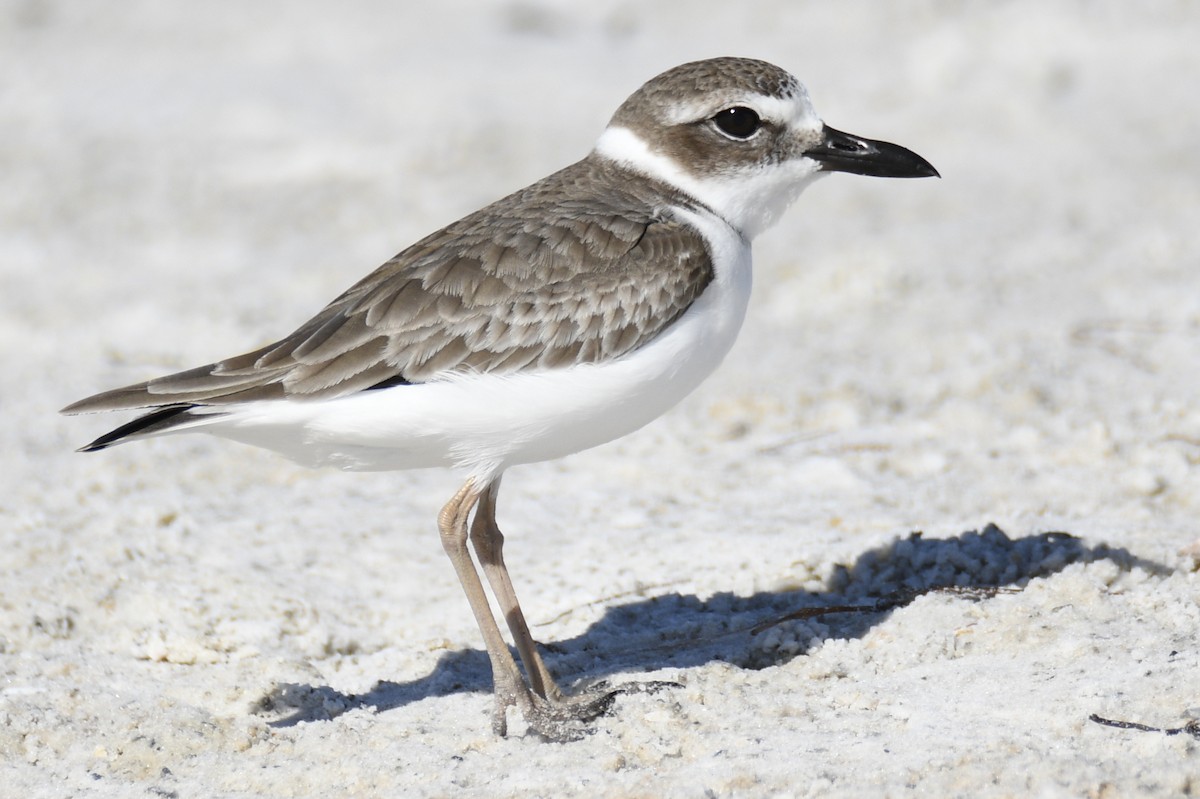 Wilson's Plover - ML653658804