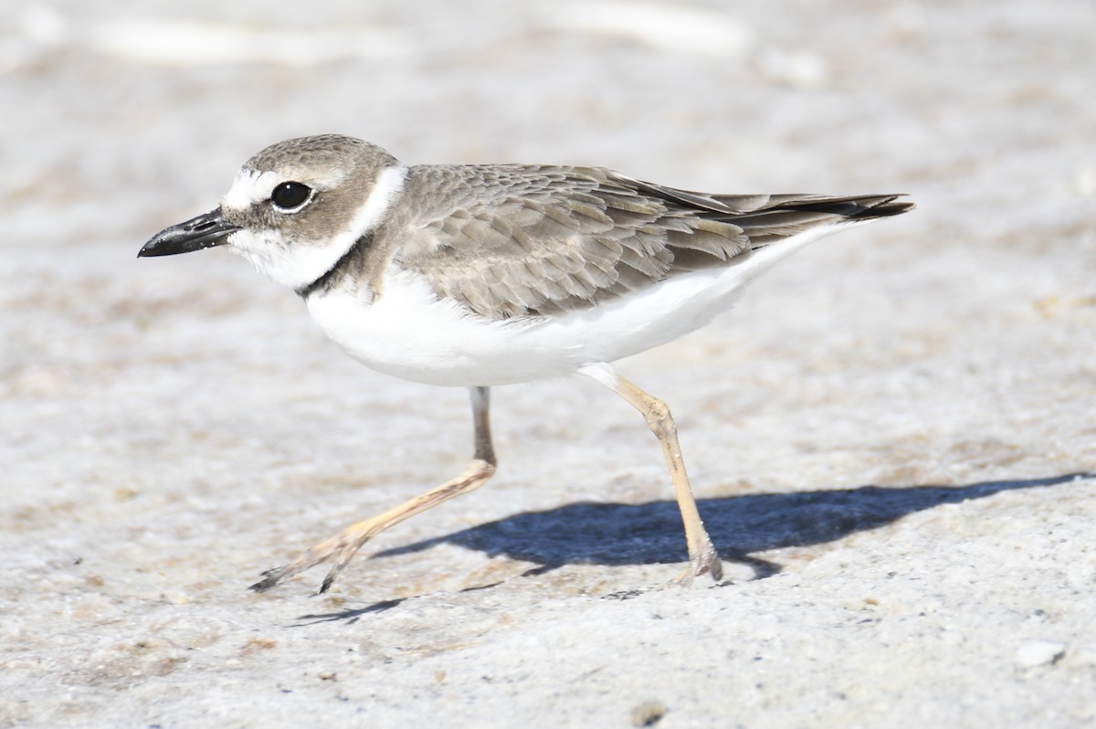 Wilson's Plover - ML653658809