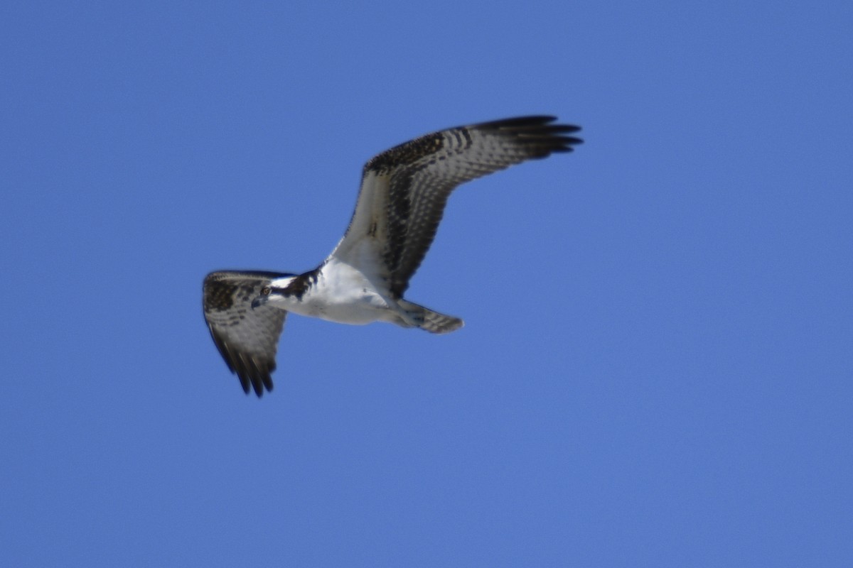 Osprey - ML653658855