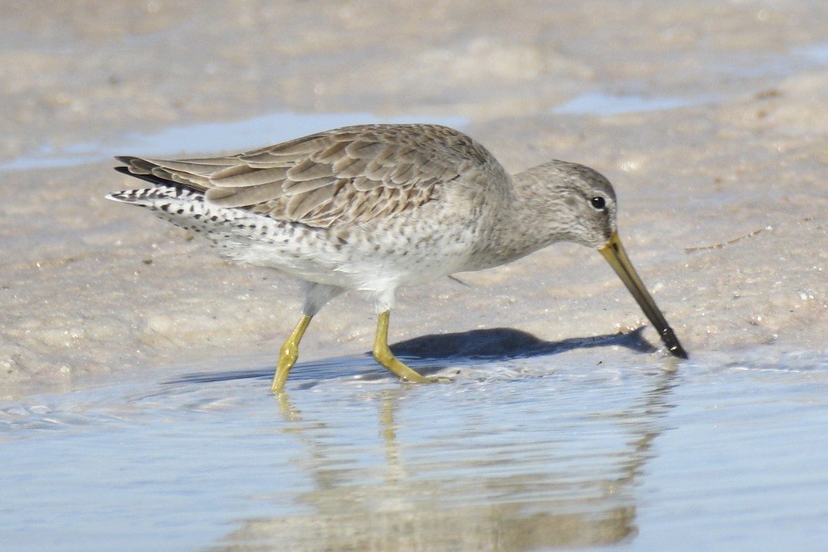 Short-billed Dowitcher - ML653658883
