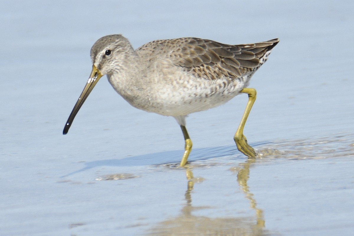 Short-billed Dowitcher - ML653658884