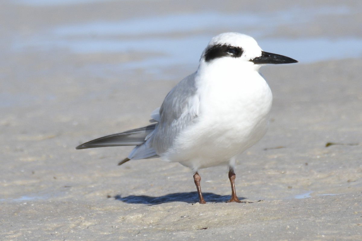 Forster's Tern - ML653658974