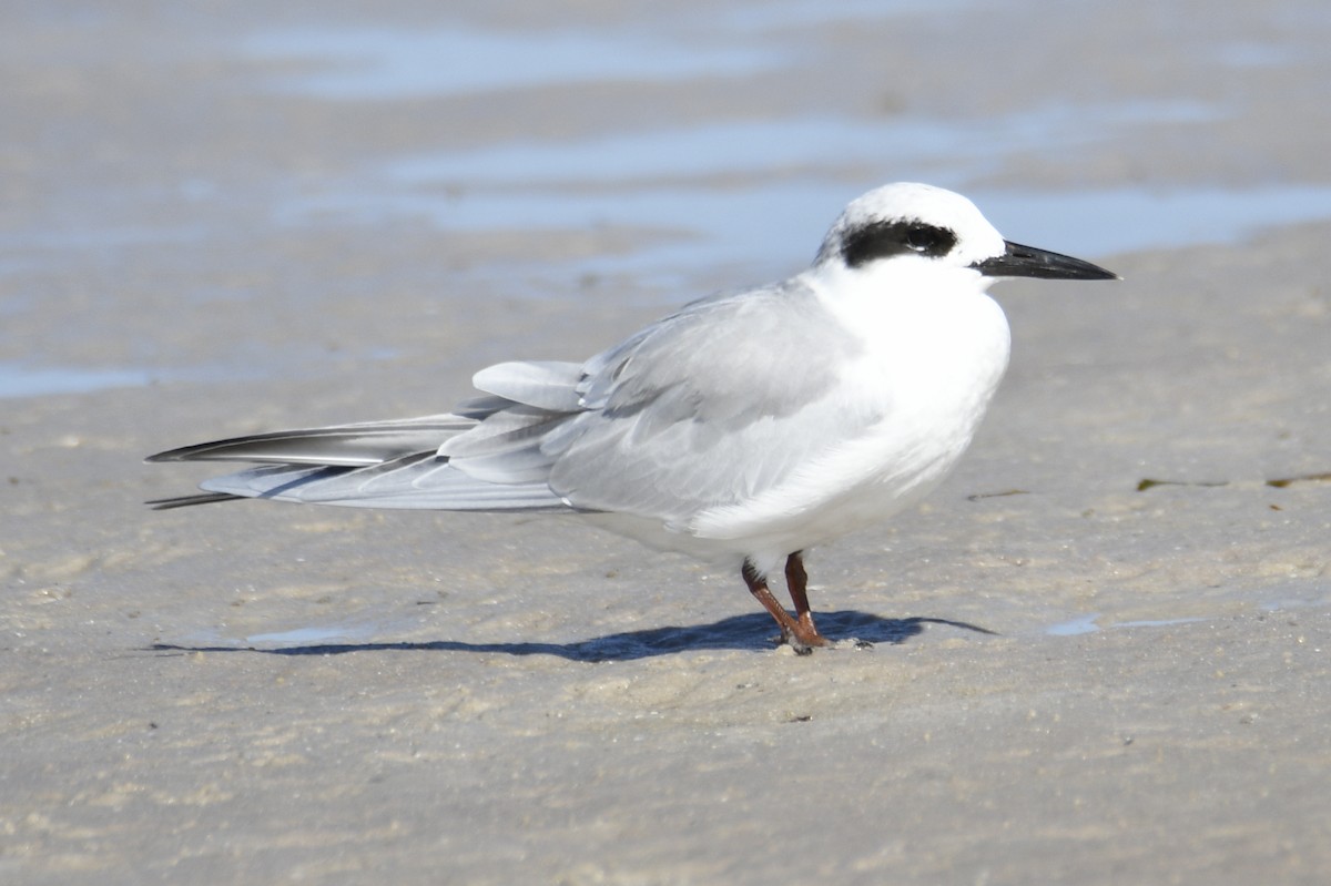 Forster's Tern - ML653658975