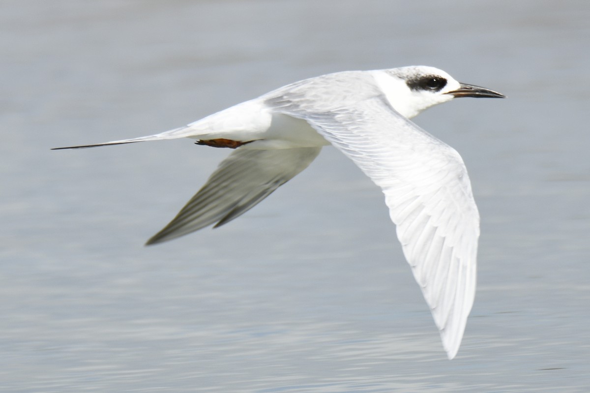 Forster's Tern - ML653659036
