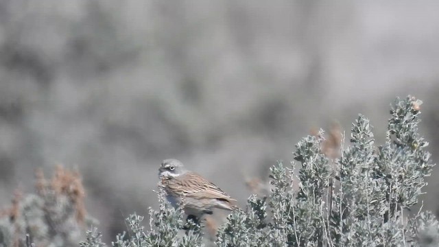 Sagebrush Sparrow - ML653659037