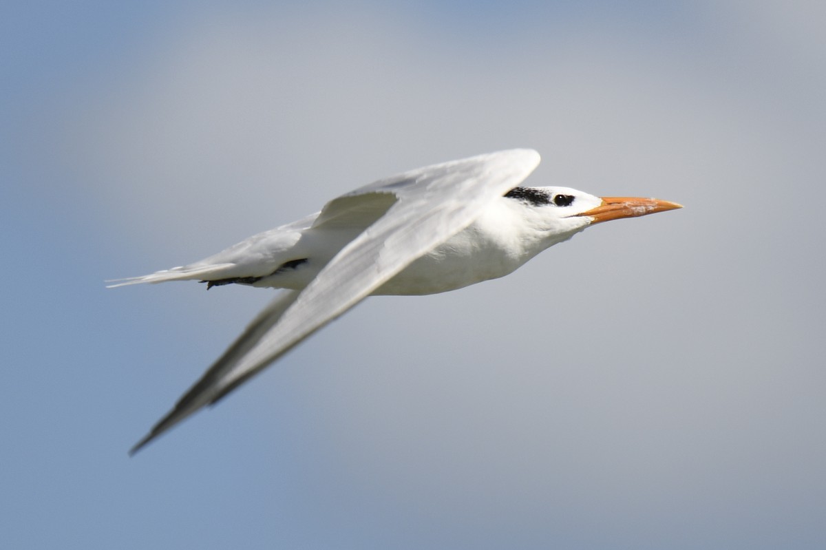 Royal Tern - ML653659110