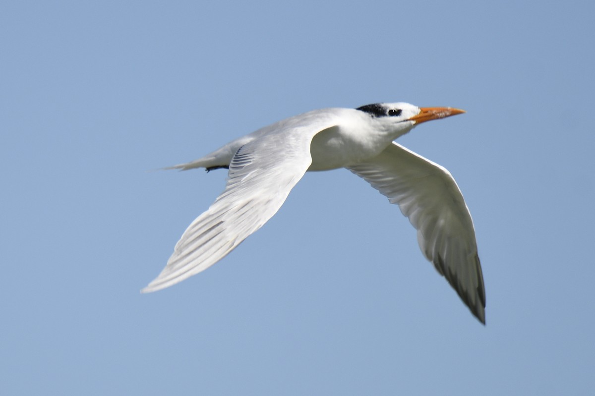 Royal Tern - ML653659111