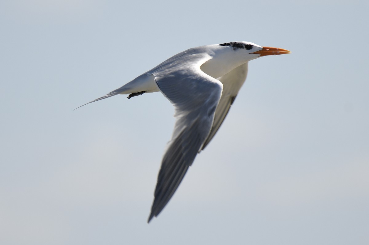 Royal Tern - ML653659112
