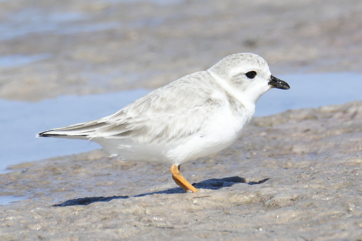 Piping Plover - ML653659186