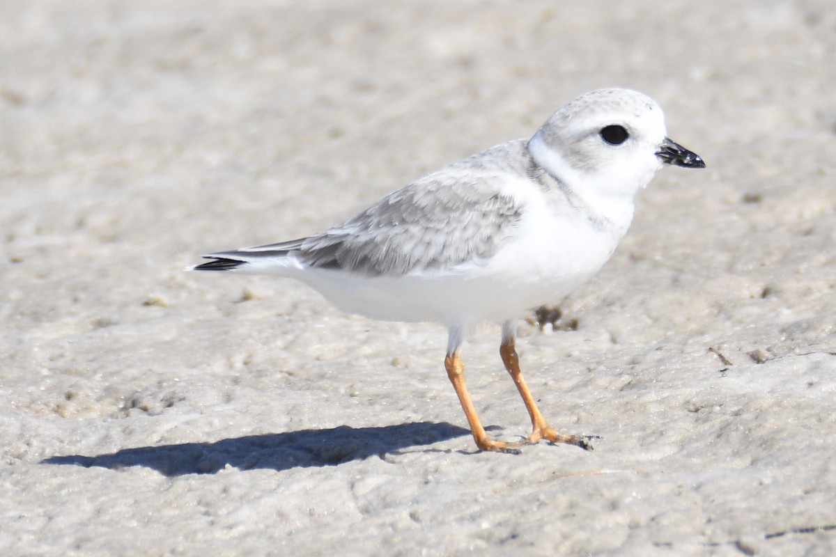 Piping Plover - ML653659187