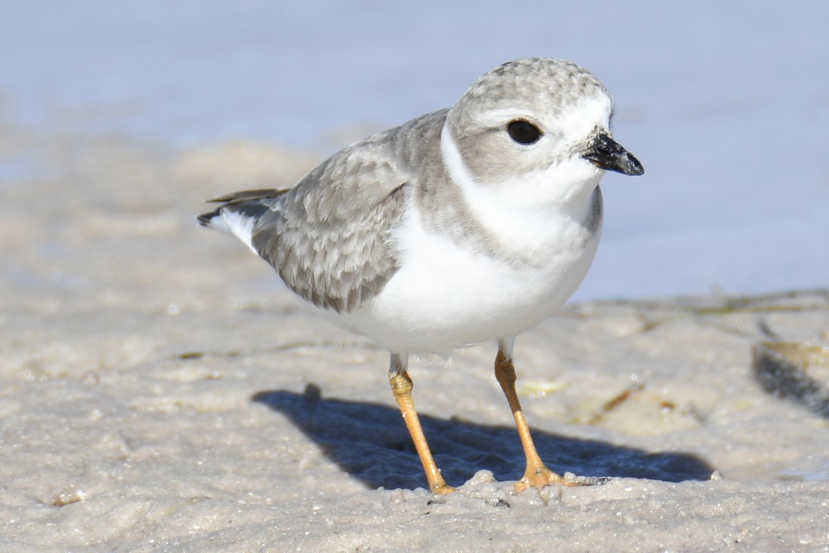 Piping Plover - ML653659188