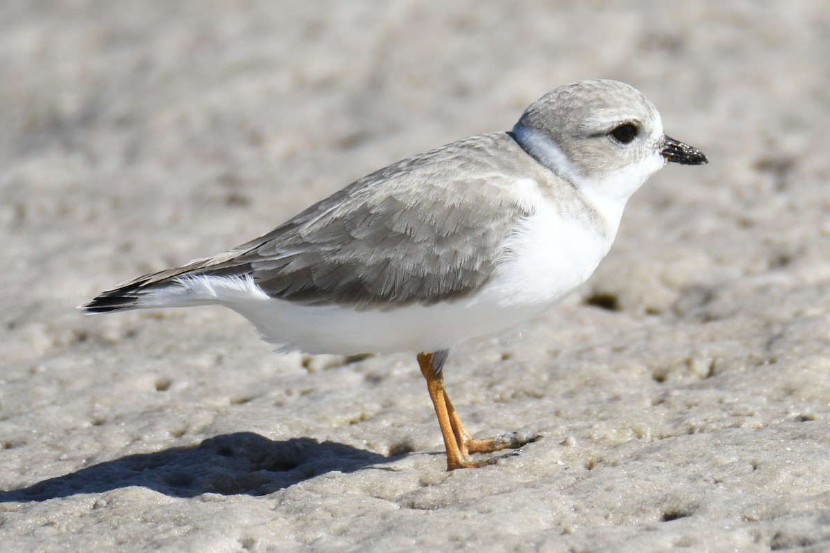 Piping Plover - ML653659189