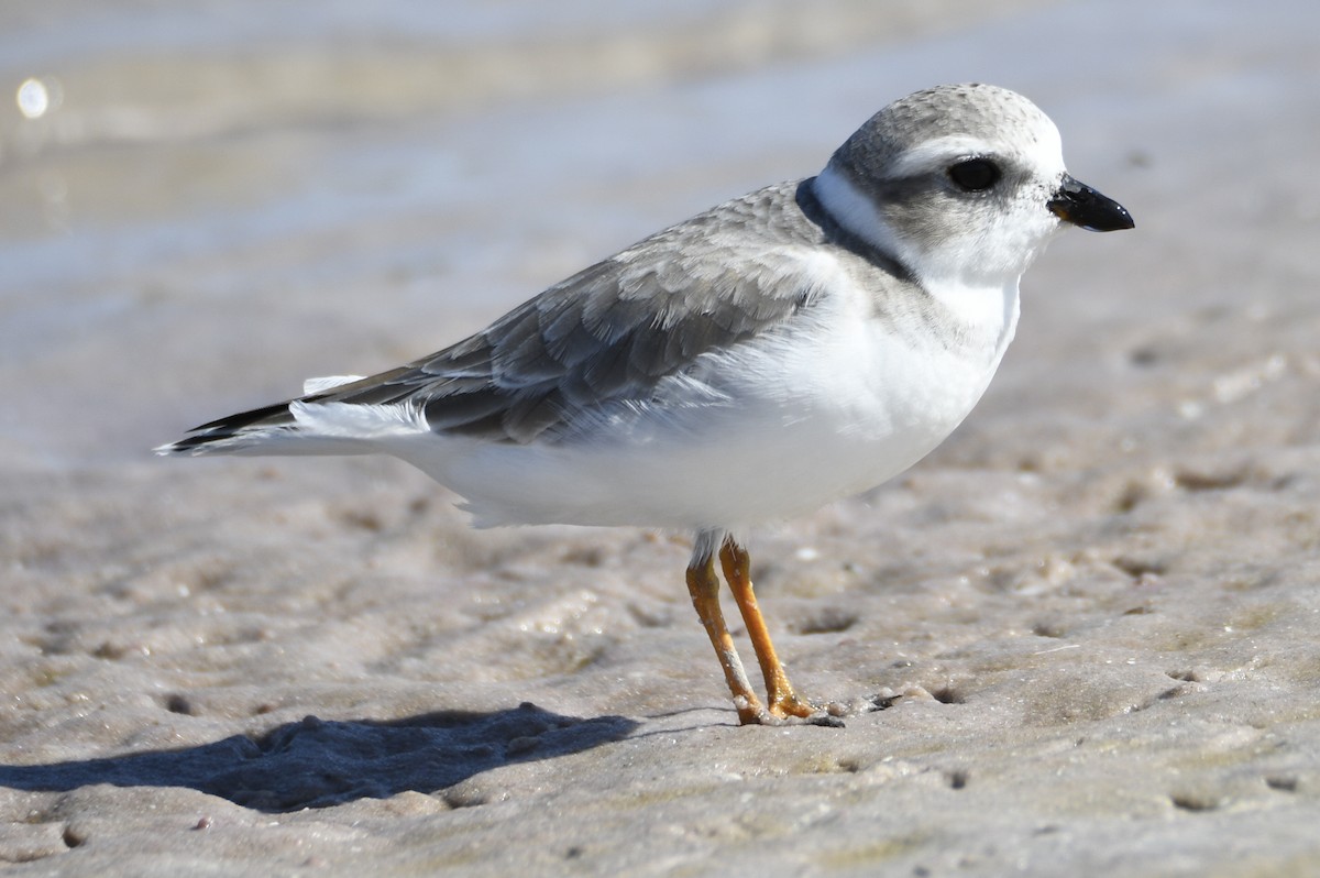 Piping Plover - ML653659190