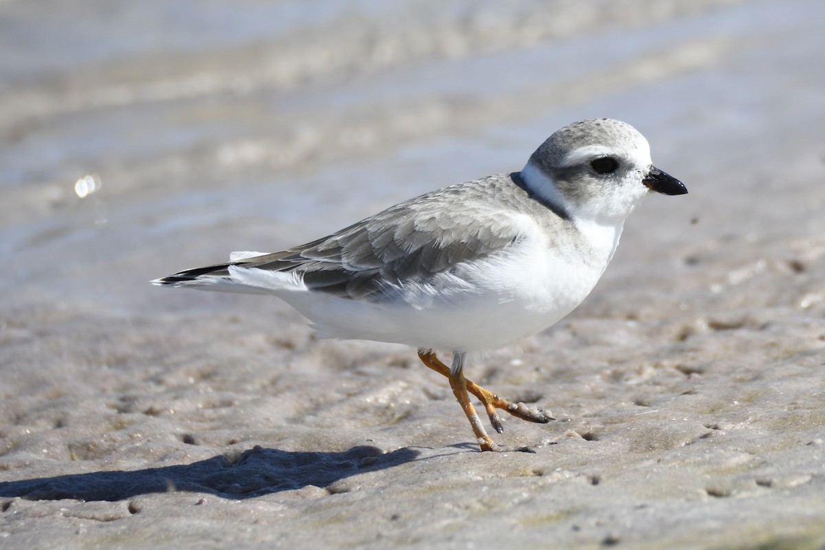 Piping Plover - ML653659191
