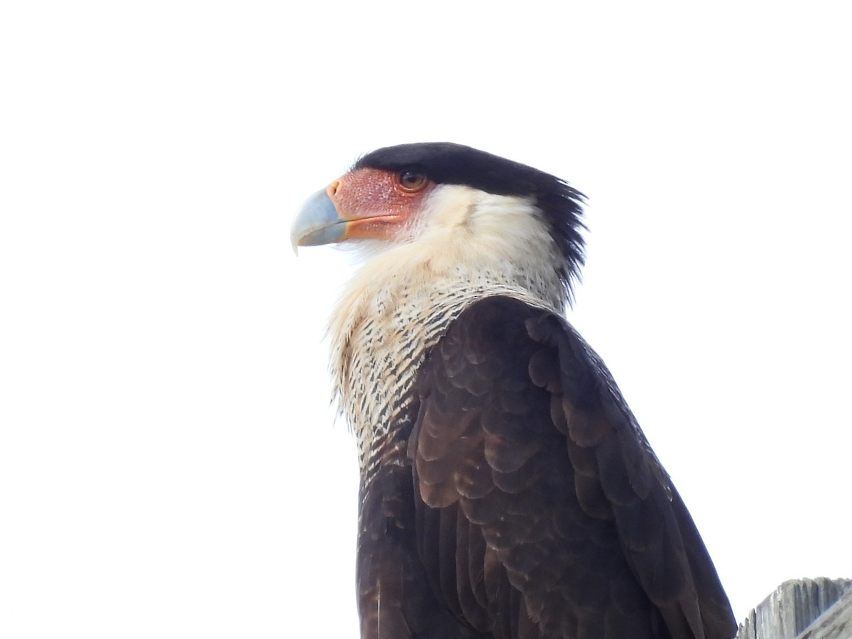 Crested Caracara - ML653659324