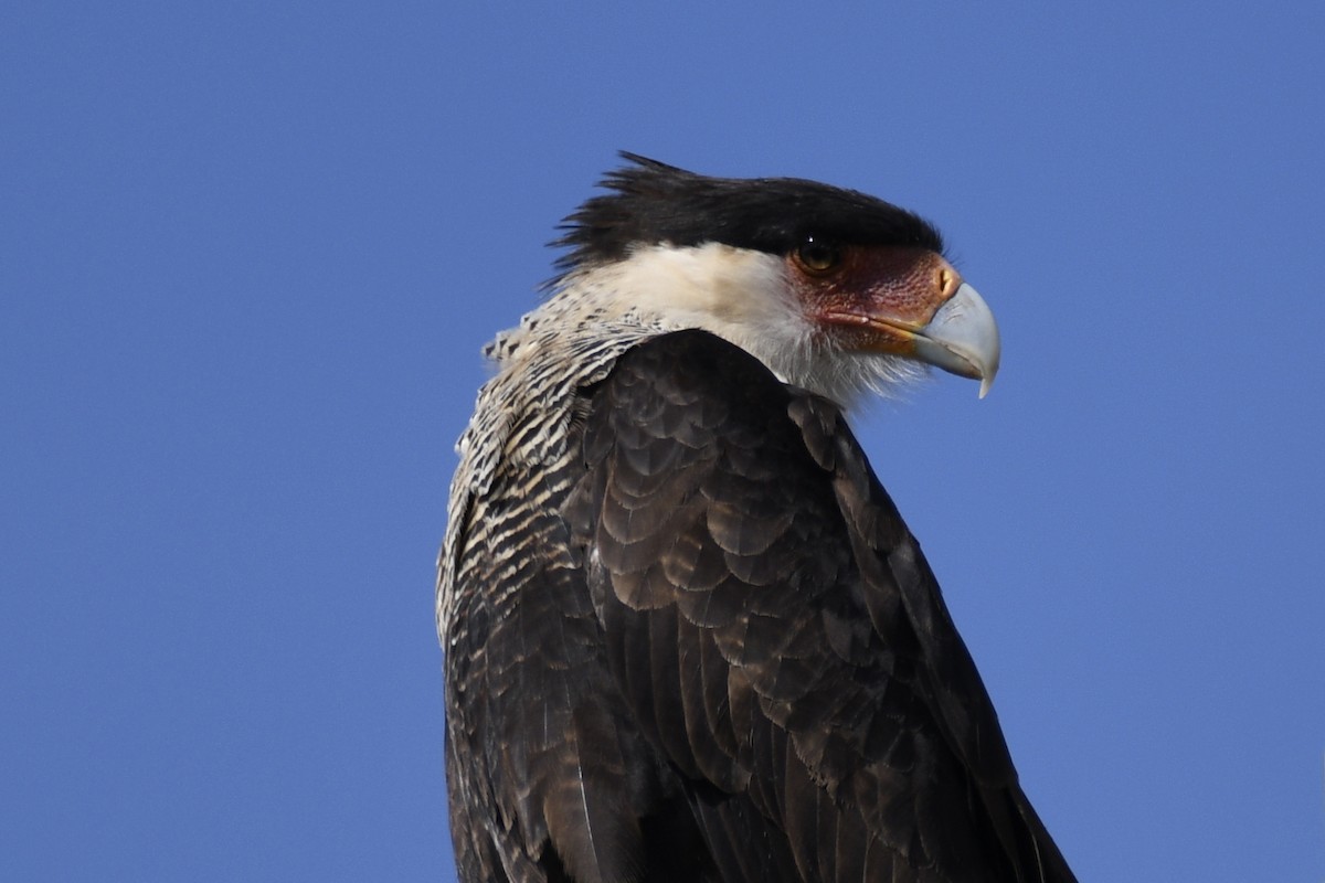 Crested Caracara - ML653659325